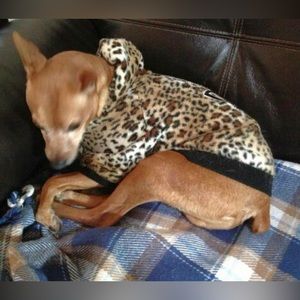 NEW Limited Edition DGG Dog Animal Print Hoodie